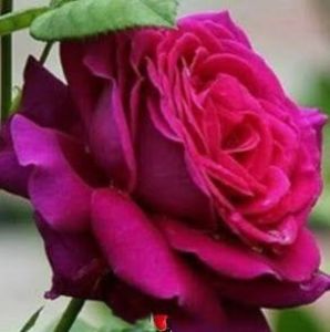 Meet your Posher, Pat